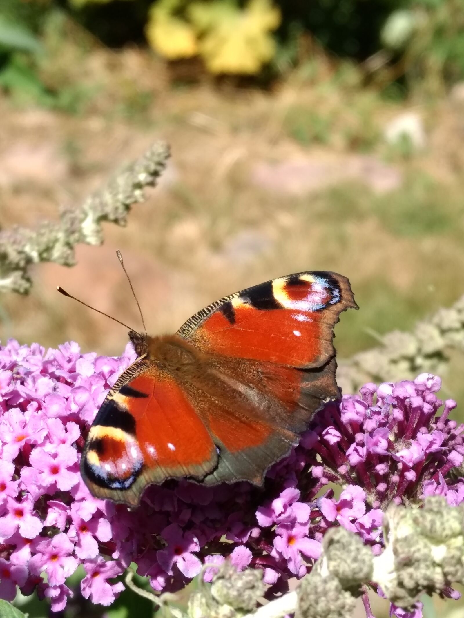 Motorola Moto G (4) sample photo. Butterfly, flower, peacock butterfly photography