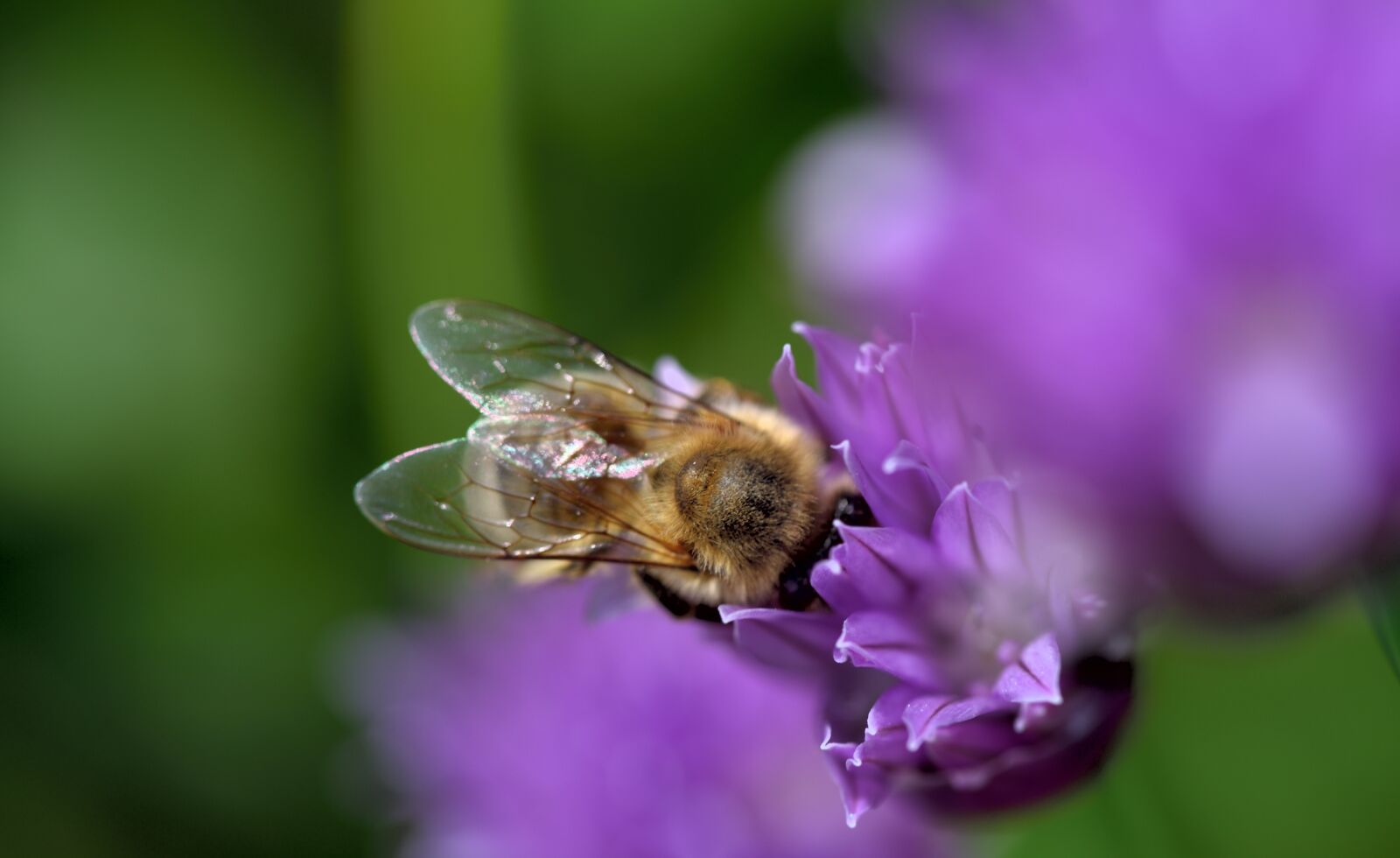 Nikon D750 sample photo. Bee, close up, nature photography