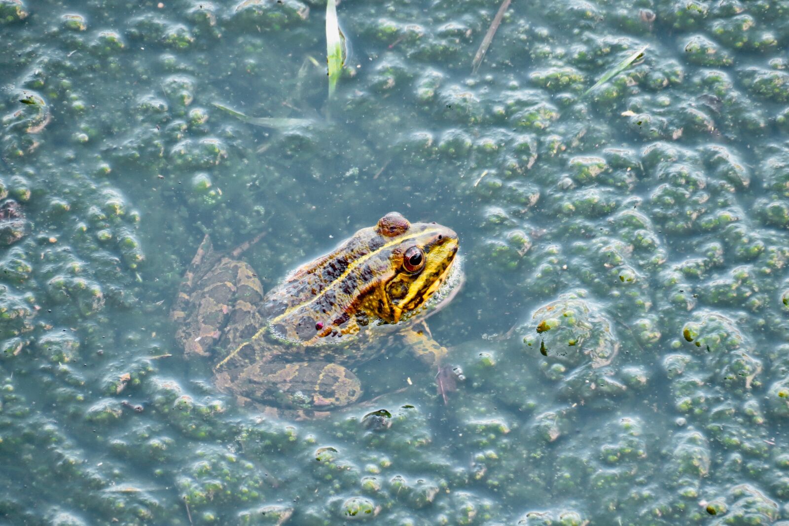 Canon PowerShot SX40 HS sample photo. Frog, pissed off, swamps photography