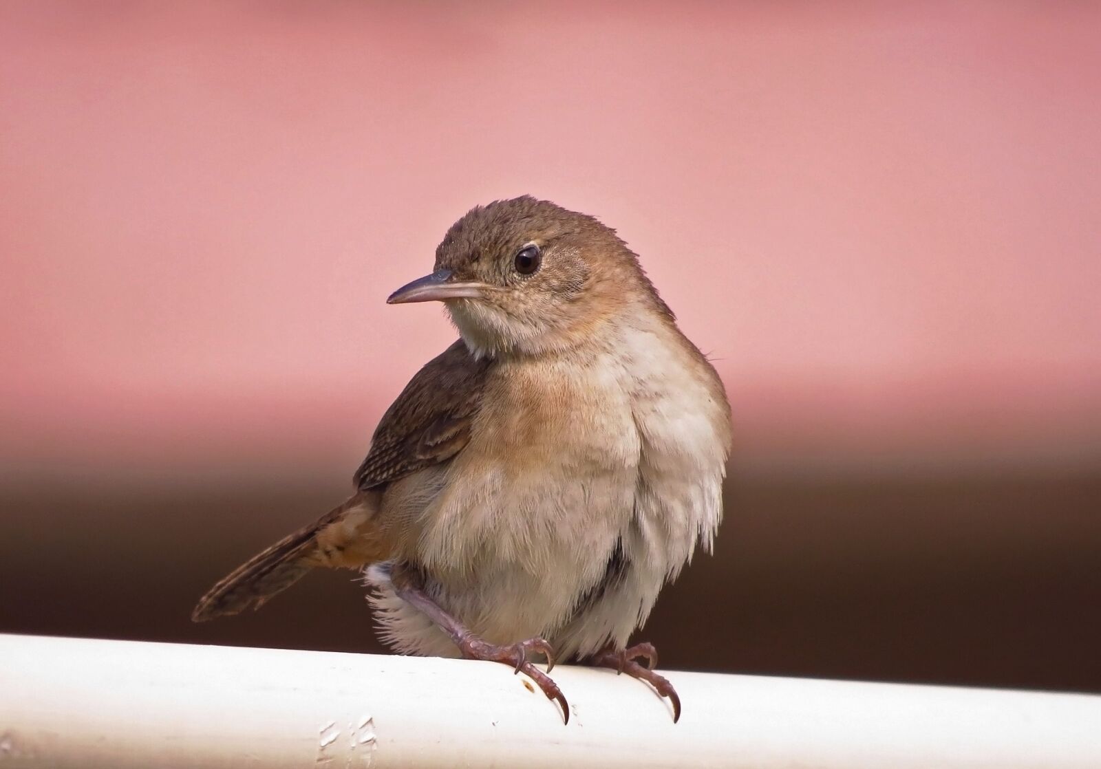 Canon PowerShot SX50 HS sample photo. Bird, nature, animal photography