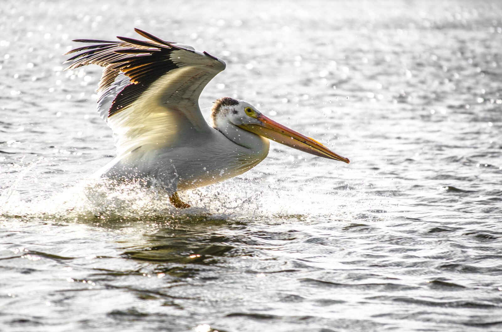 Nikon D5100 sample photo. Bird, black, and, white photography
