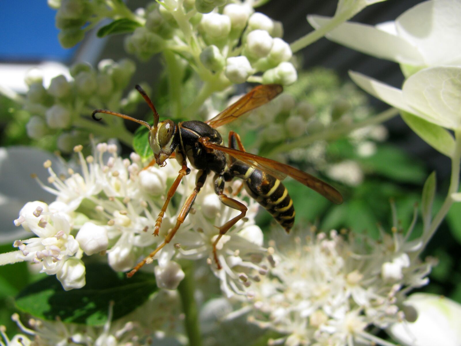 Canon PowerShot SX110 IS sample photo. Wasp, pollen, bug photography