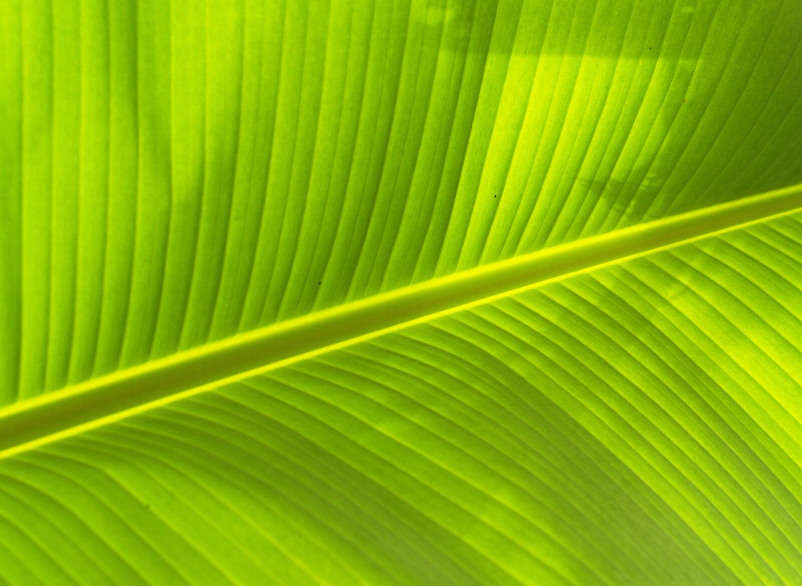 Olympus E-300 (EVOLT E-300) sample photo. Banana, leaf, ckose, up photography