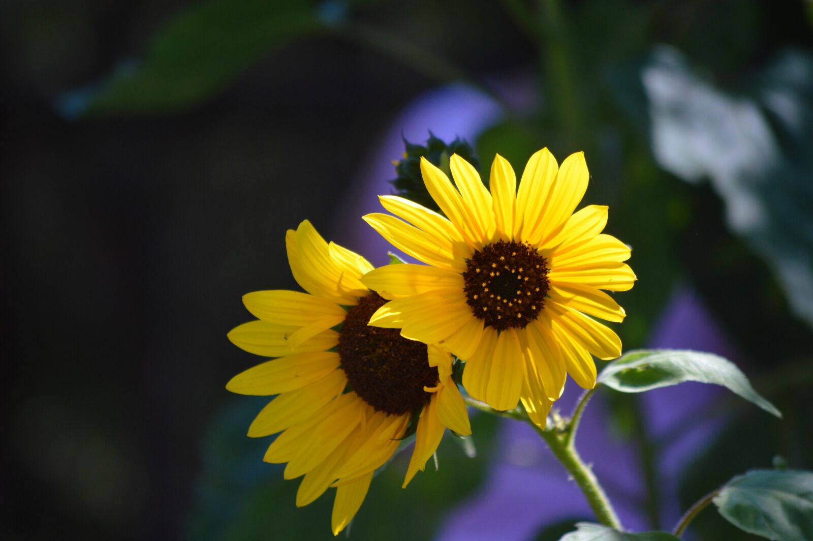Nikon D3200 sample photo. Sunflowers, two, yellow photography