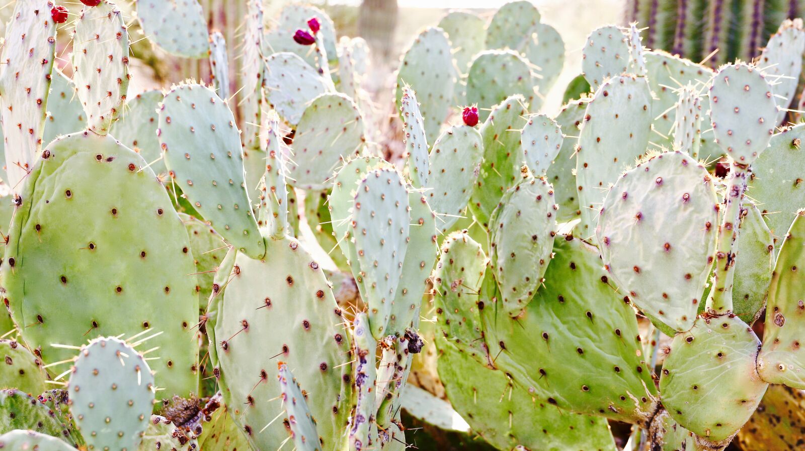 Canon 24-70mm F2.8 DG OS HSM | Art 017 sample photo. Cactus, succulent, blossom photography