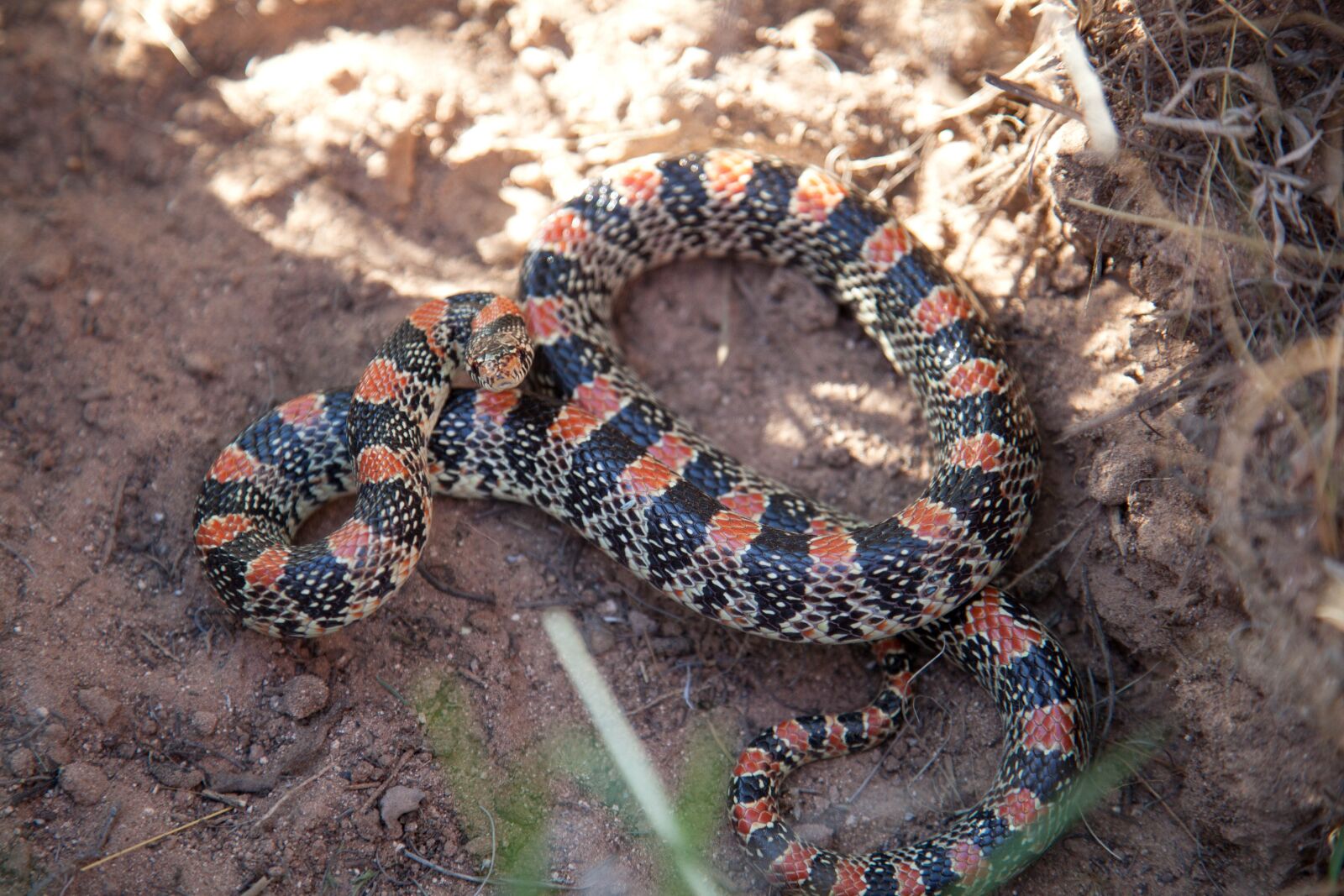 Canon EOS 5D Mark II sample photo. Long, nosed, snakes, nocturnal photography