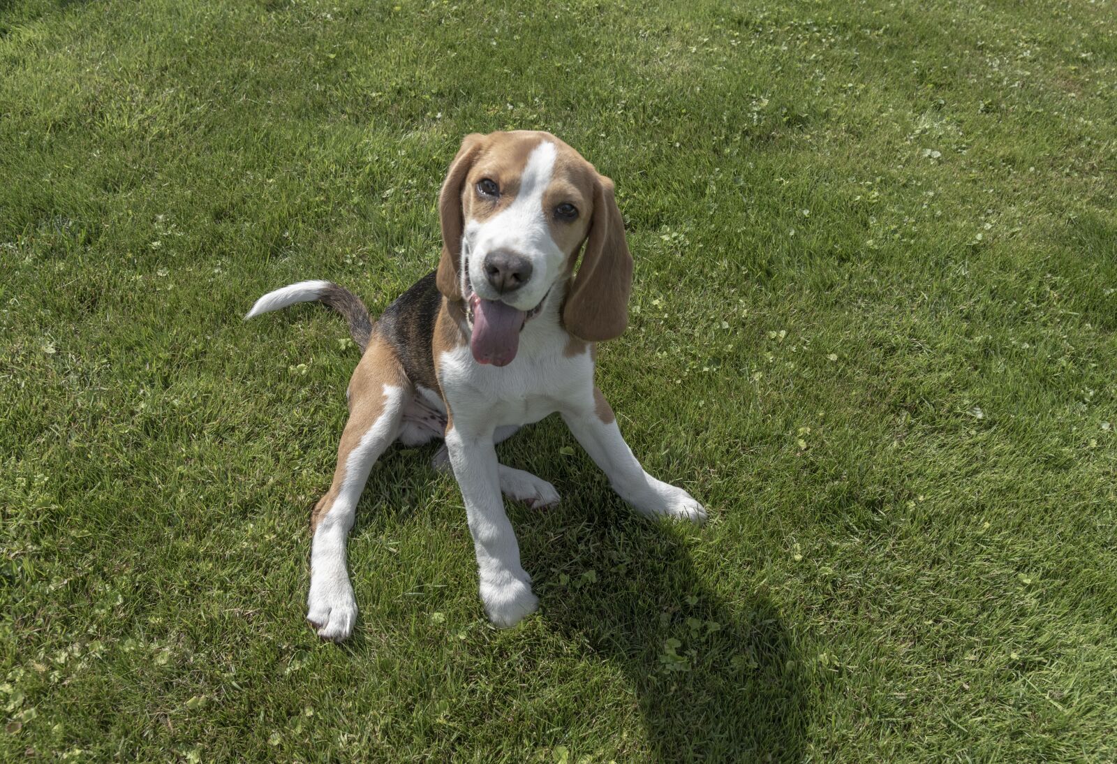 Nikon D750 sample photo. Beagle, dog, pet photography