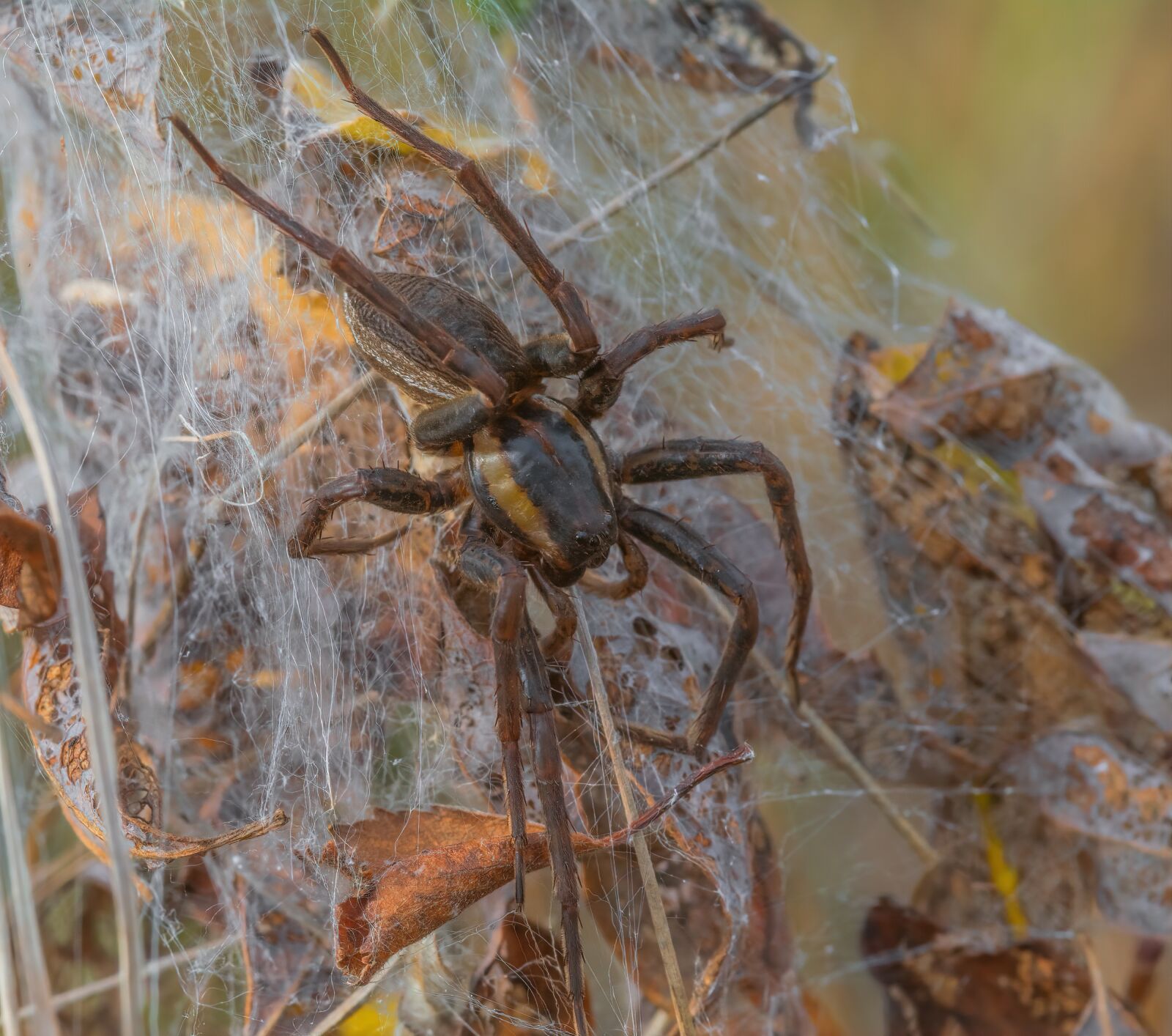 Nikon D5200 sample photo. Spider, web, nature photography