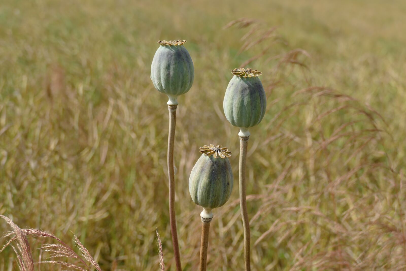 Panasonic Lumix DMC-FZ1000 sample photo. Poppy capsule, poppy, papaver photography