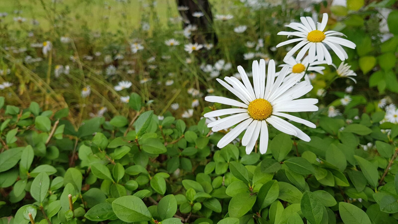 Samsung Galaxy S8+ sample photo. Nature, plants, flowers photography