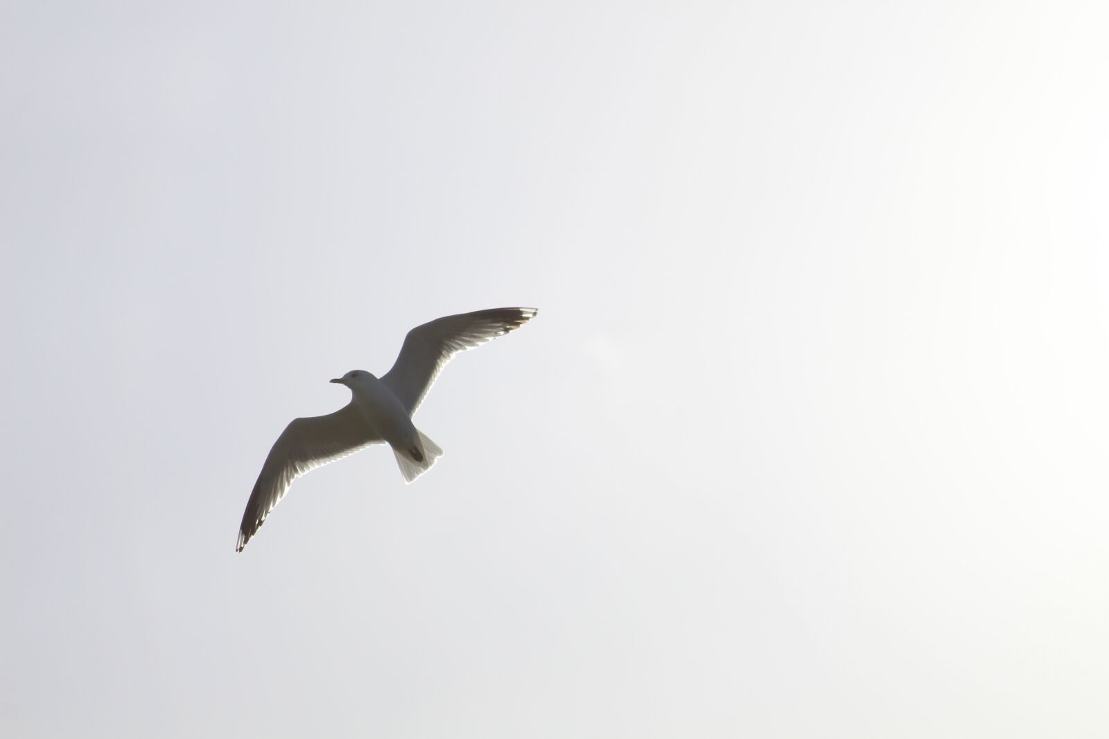 Canon EOS 4000D (EOS Rebel T100 / EOS 3000D) sample photo. Seagull, white, beach photography