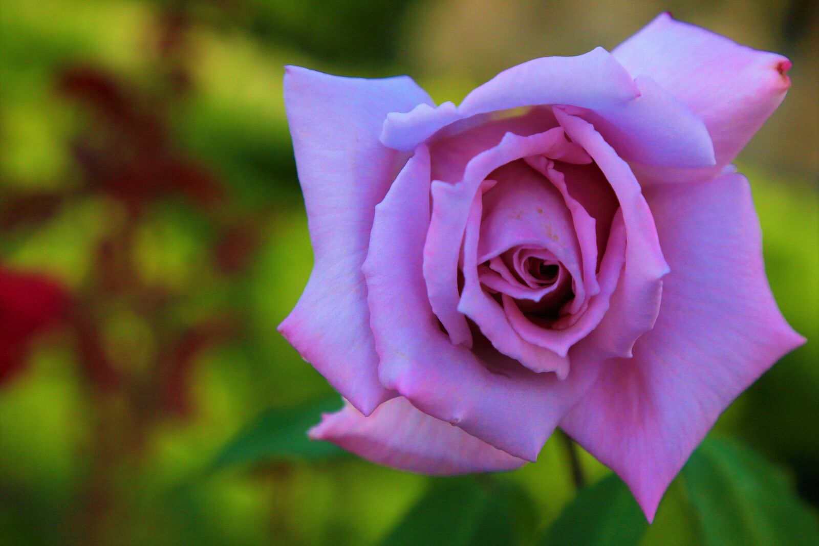 Canon EF 24-105mm F4L IS USM sample photo. Rose, spring, pink photography