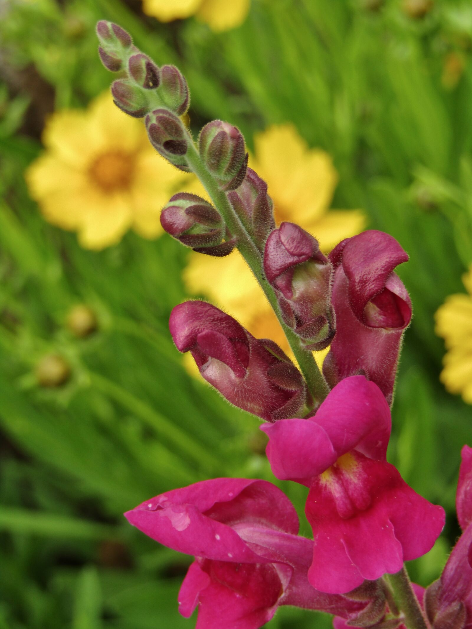 Canon POWERSHOT SX432 IS sample photo. Loewenmaeulchen, flowers, nature photography