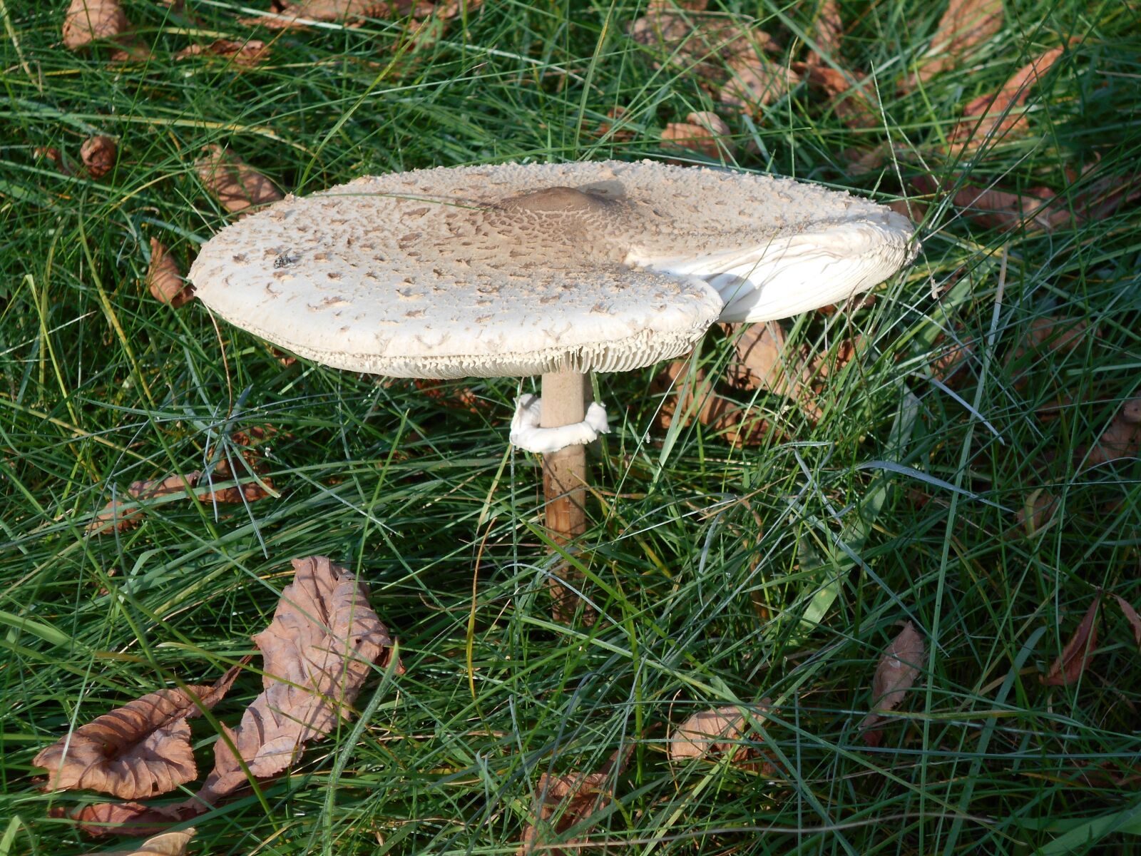 Nikon COOLPIX S2800 sample photo. Mushroom, agaric, fungi photography