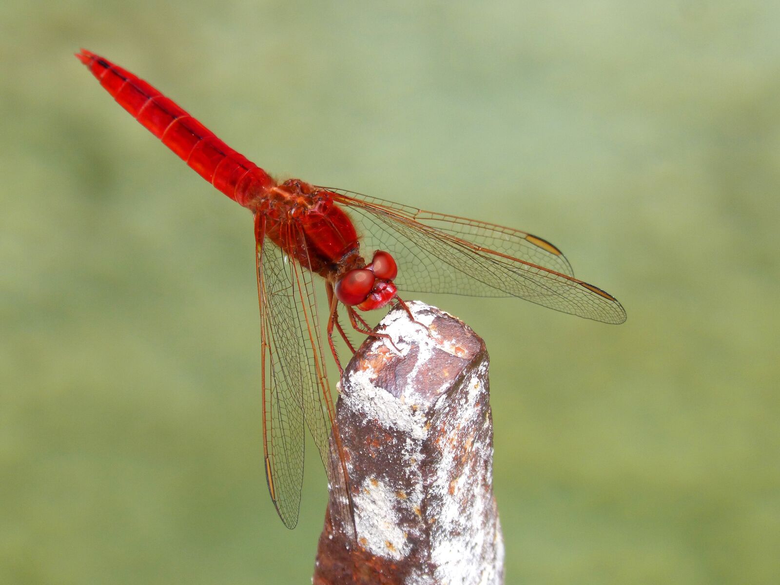Panasonic DMC-FZ62 sample photo. Red dragonfly, erythraea crocothemis photography