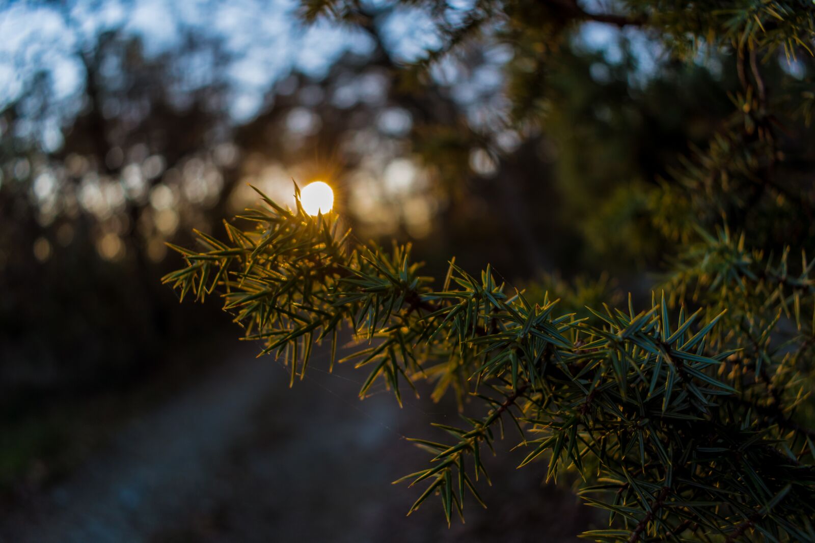 Nikon D5600 sample photo. Tree, branch, forest photography