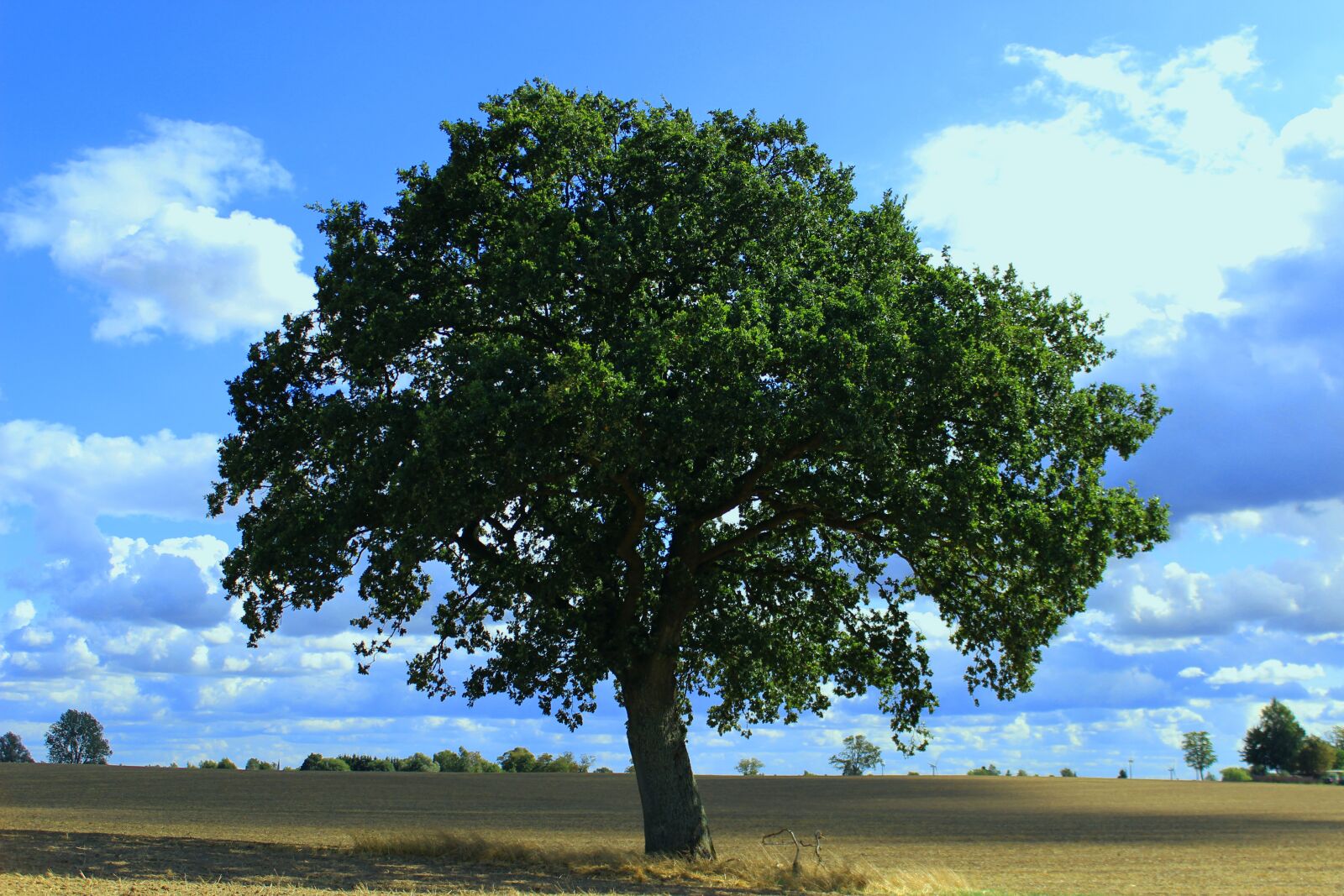 Canon EOS 600D (Rebel EOS T3i / EOS Kiss X5) sample photo. Tree, individually, nature photography