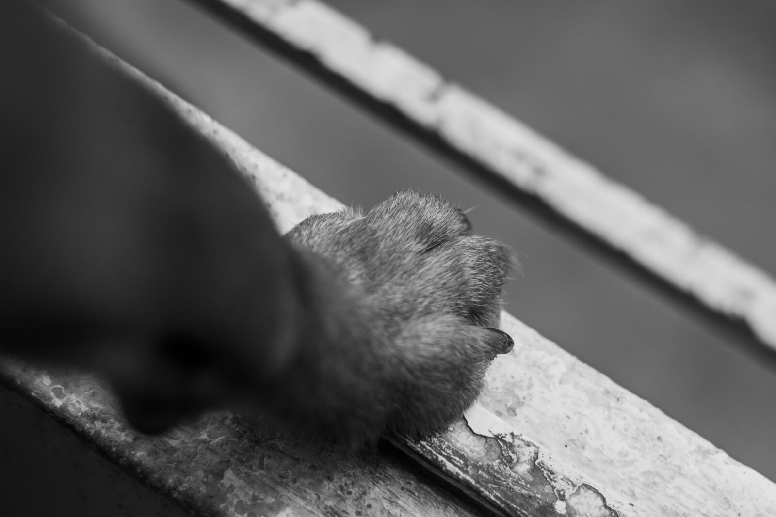 Canon EOS 70D + Canon EF 50mm F1.8 II sample photo. Dog, paw, animal photography