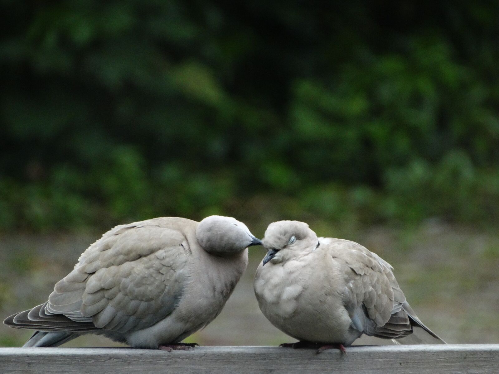 Sony Cyber-shot DSC-HX300 sample photo. Wood pigeon, pigeons, nature photography