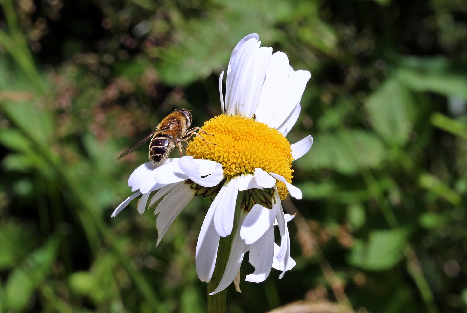 Canon EOS 650D (EOS Rebel T4i / EOS Kiss X6i) sample photo. Meadows margerite, leucanthemum vulgare photography