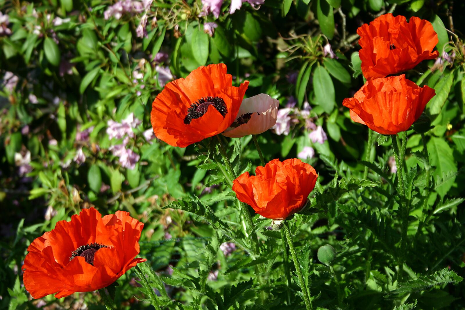 Canon EOS 300D (EOS Digital Rebel / EOS Kiss Digital) sample photo. Poppy, garden, klatschmohn photography