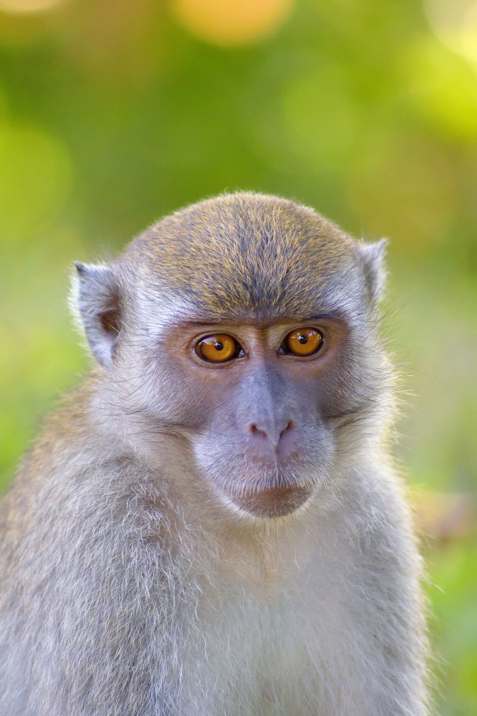 Nikon D5300 sample photo. Monkey, monkeys, ape photography