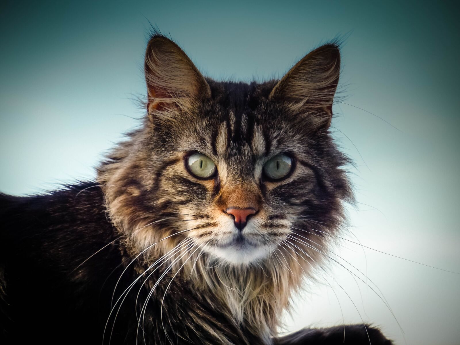 Panasonic Lumix DMC-FZ200 sample photo. Maine coon cat, cat photography