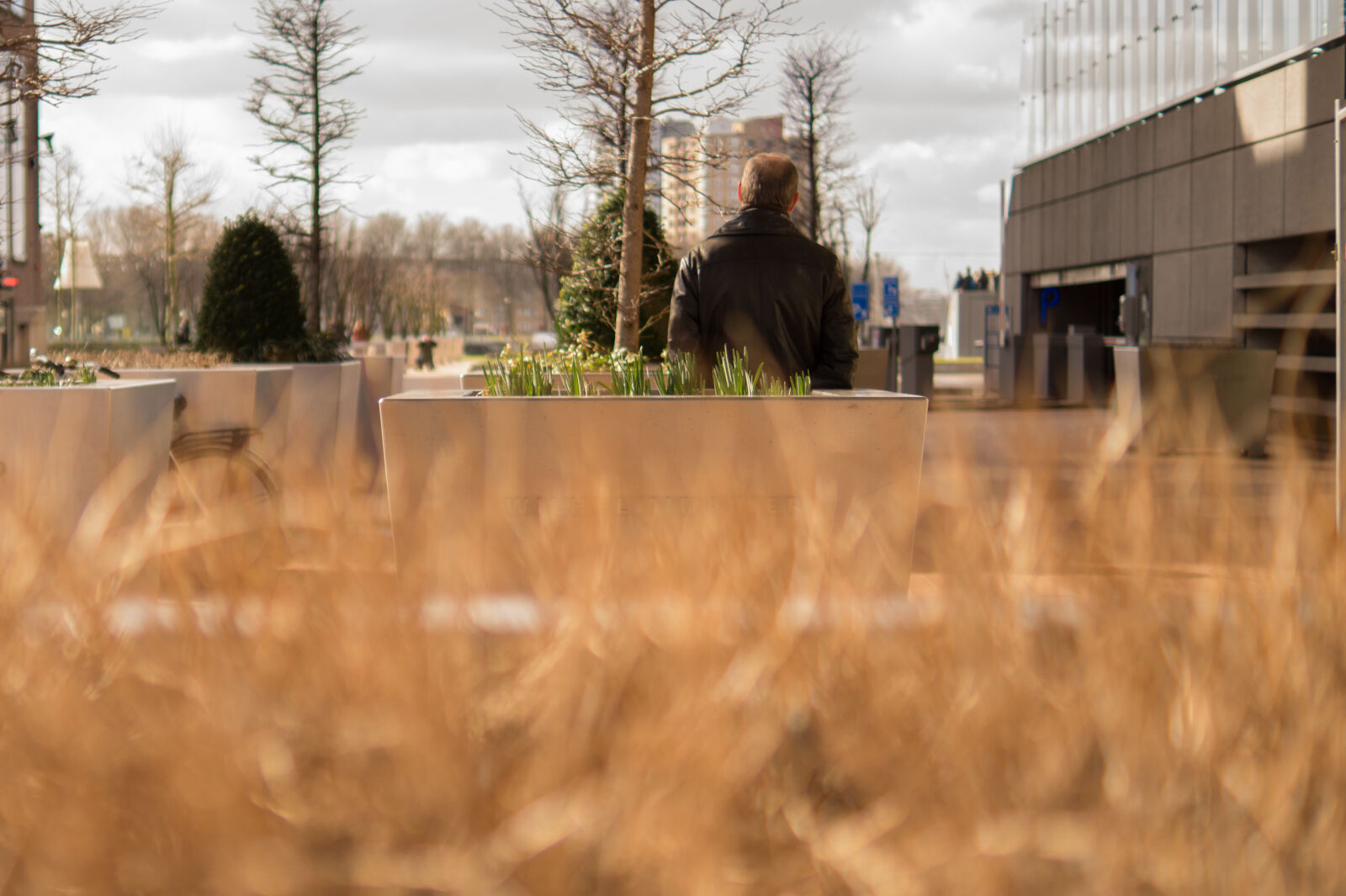 Sony DT 35mm F1.8 SAM sample photo. Bush, city, man, peek photography