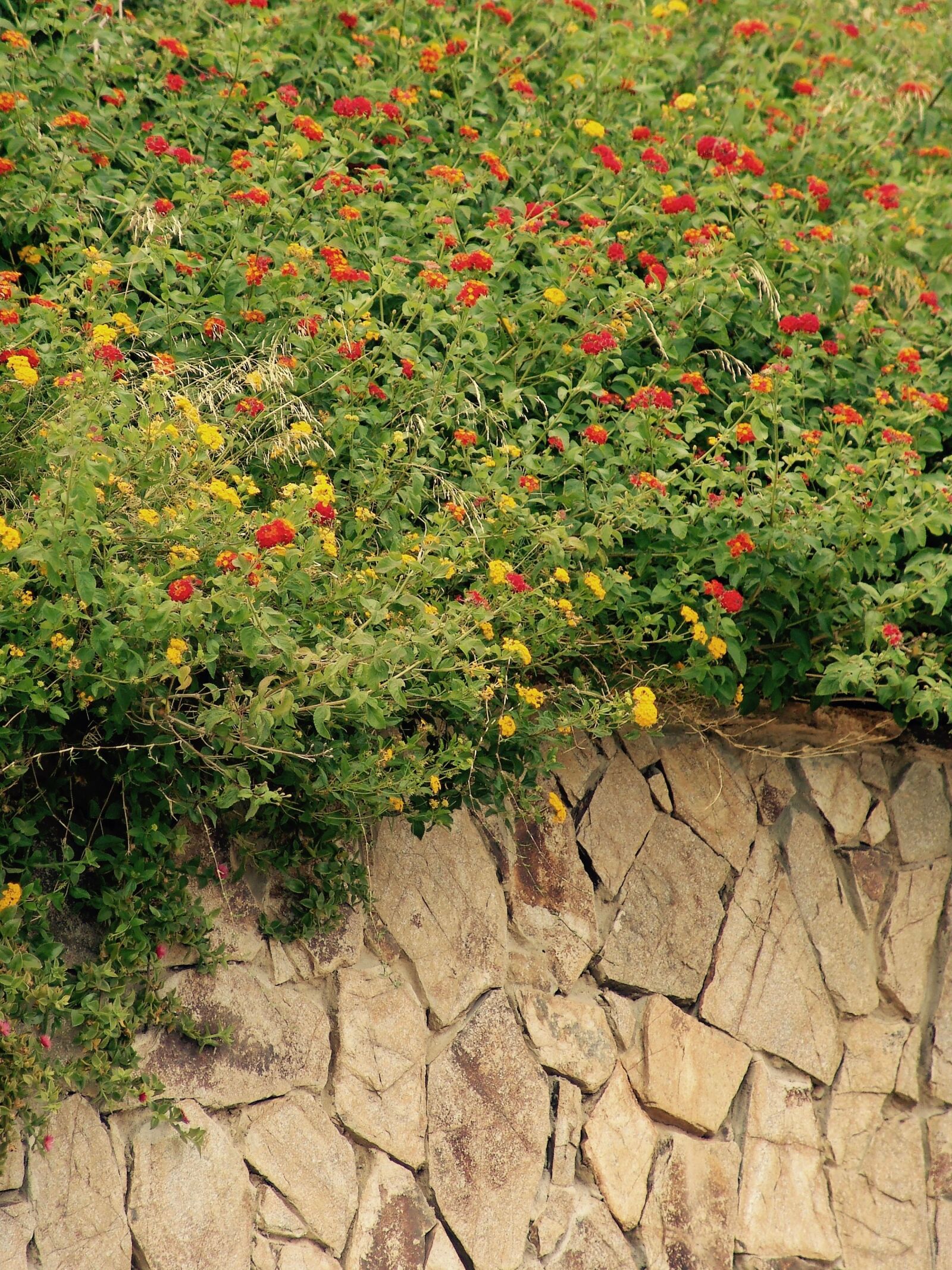 Sony DSC-F828 sample photo. Flowers, wall, red photography