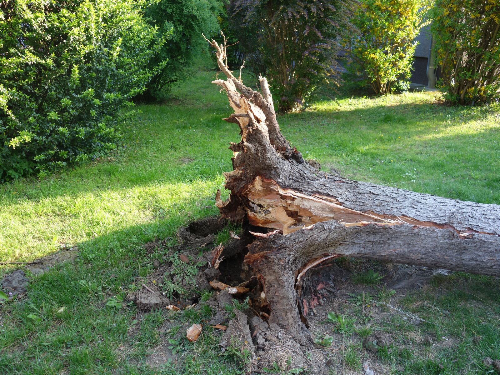 Sony Cyber-shot DSC-RX100 II sample photo. Overturned, broken, storm photography