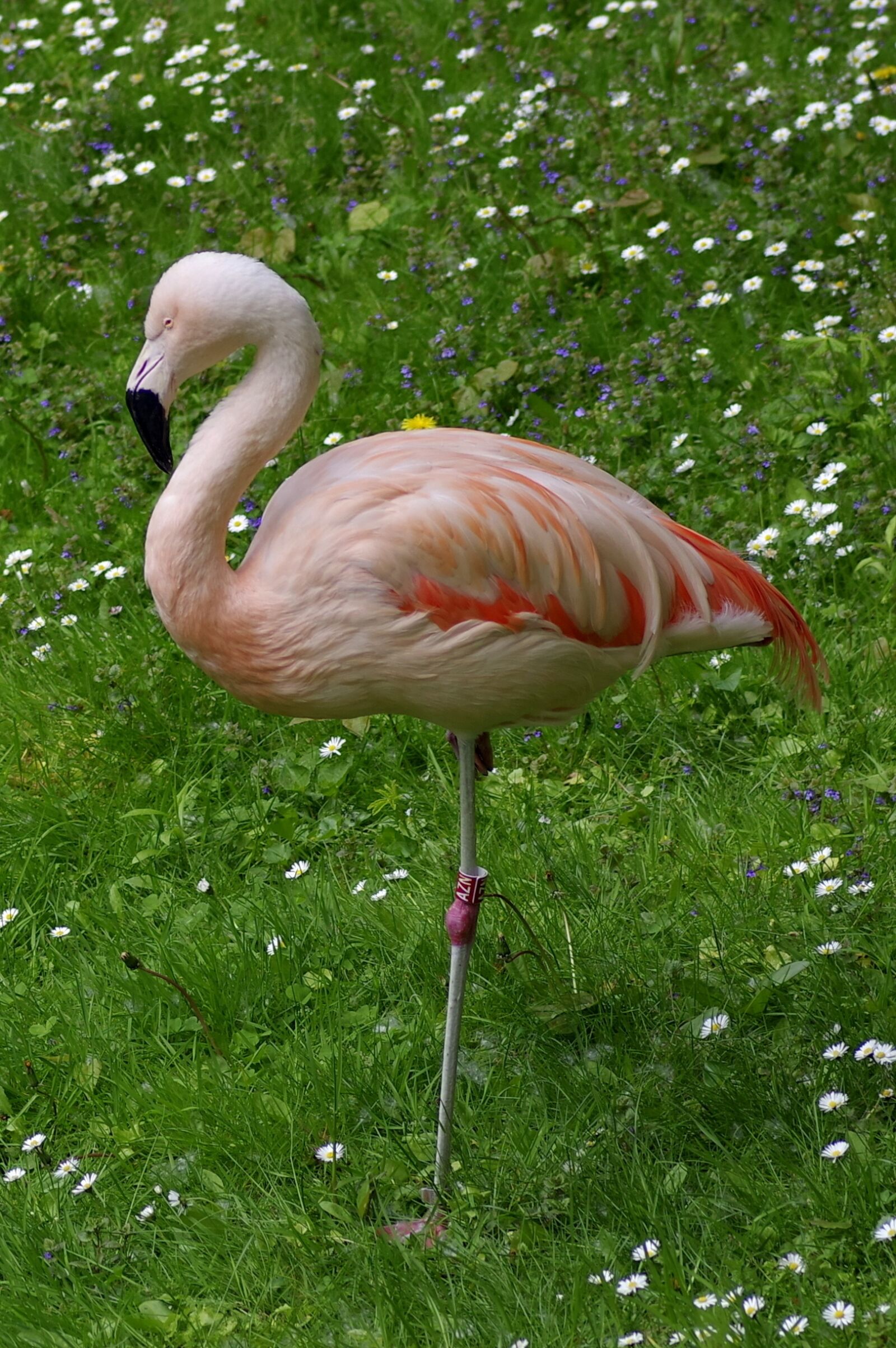Pentax K-S2 sample photo. Flaming, pink, standing photography