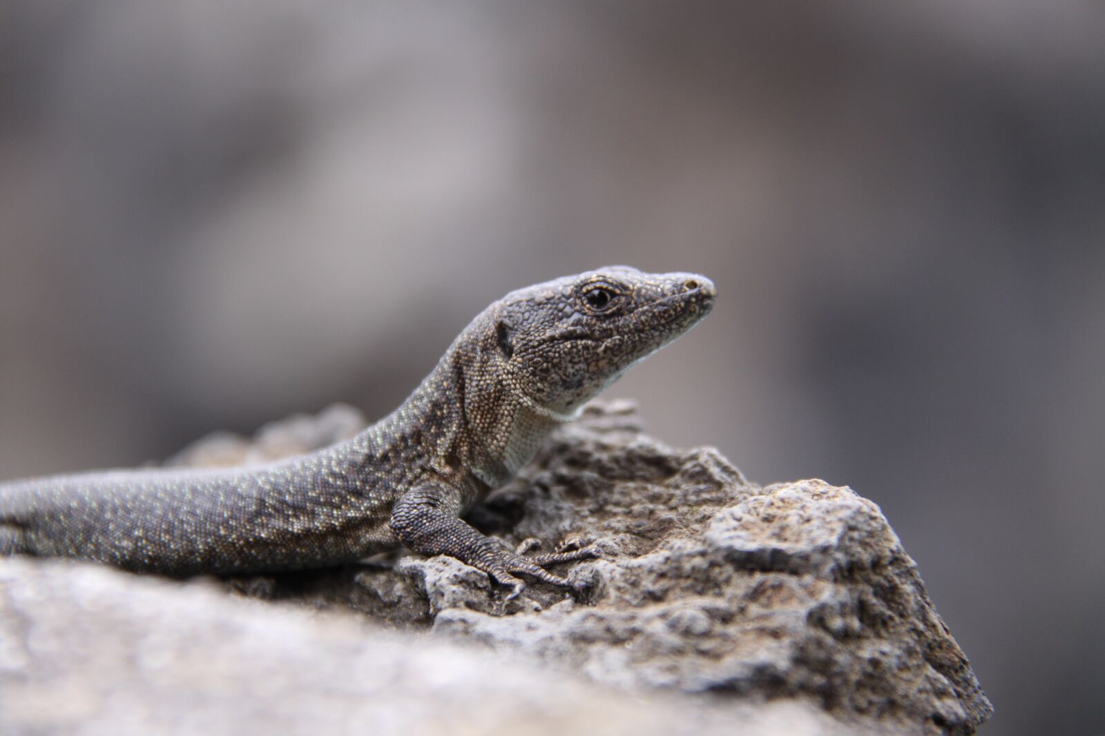 Canon EOS 50D sample photo. Lizard, reptile, scale photography
