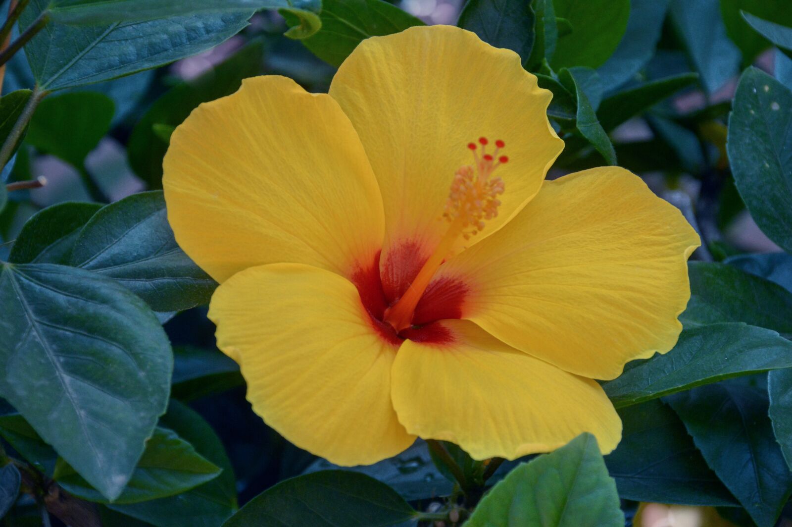 Nikon D3200 sample photo. Leaf, flora, nature photography