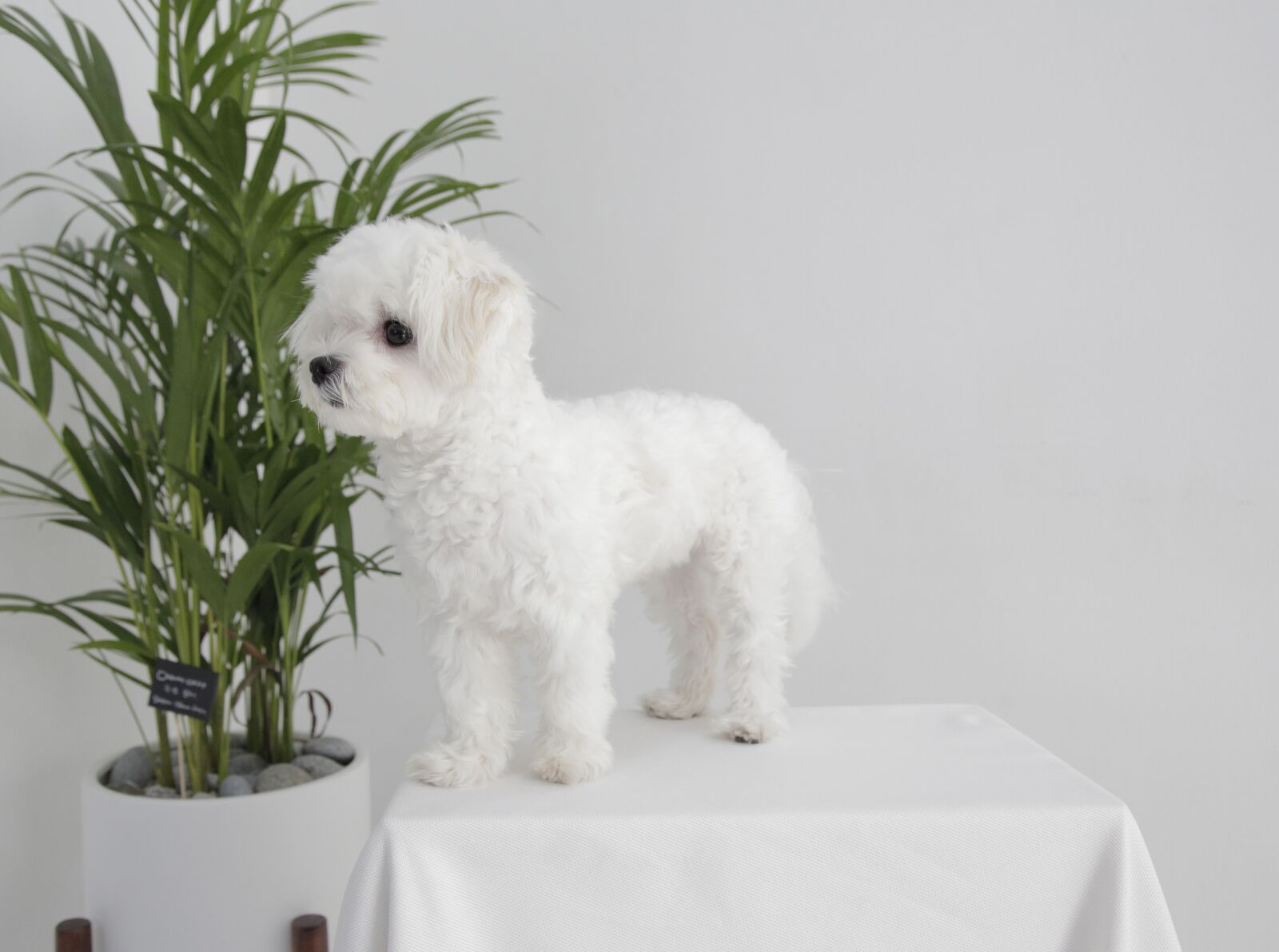 Canon EOS 5D Mark III sample photo. Puppy, studio, potted plant photography