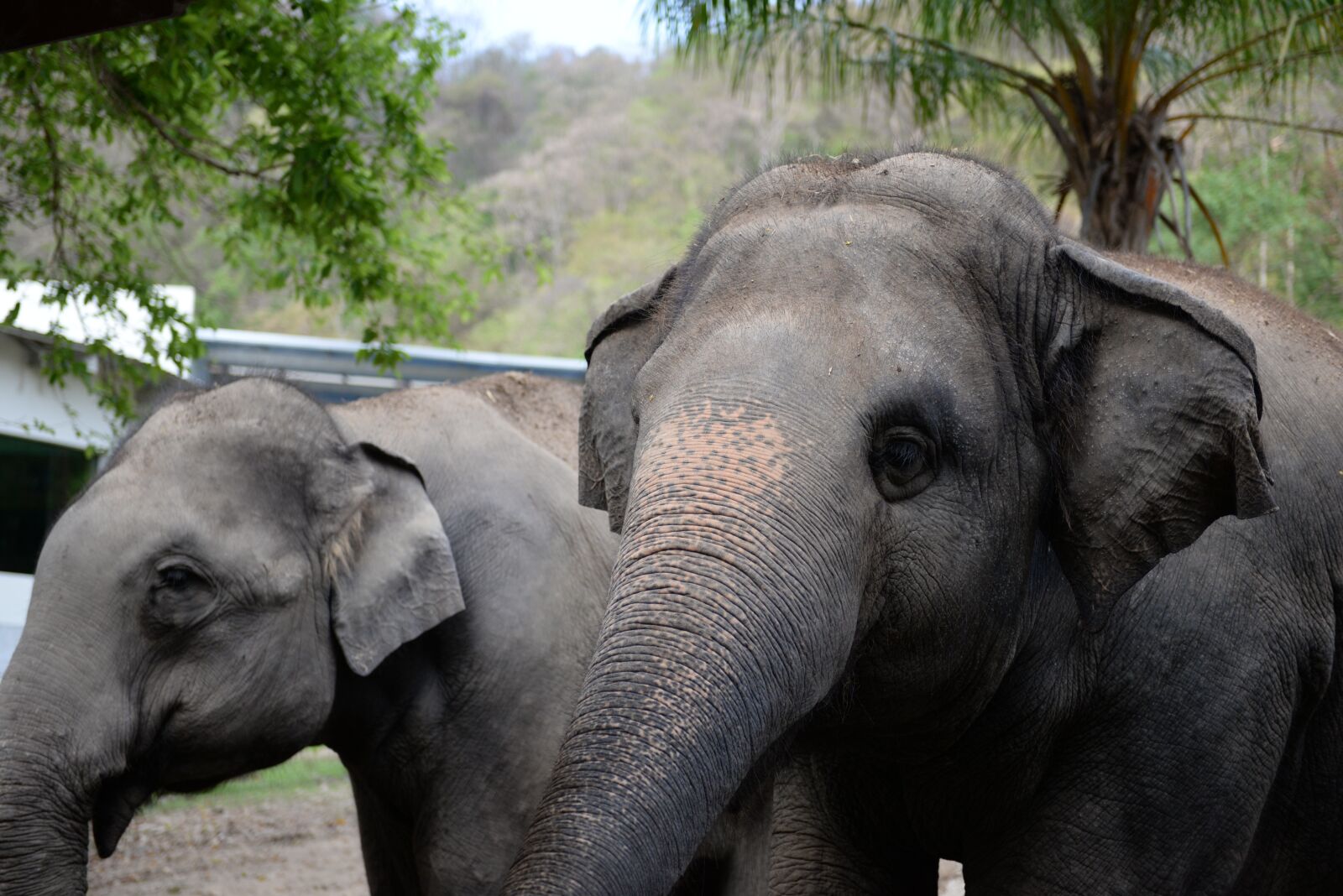 Nikon D610 sample photo. Elephant, animals, mammal photography