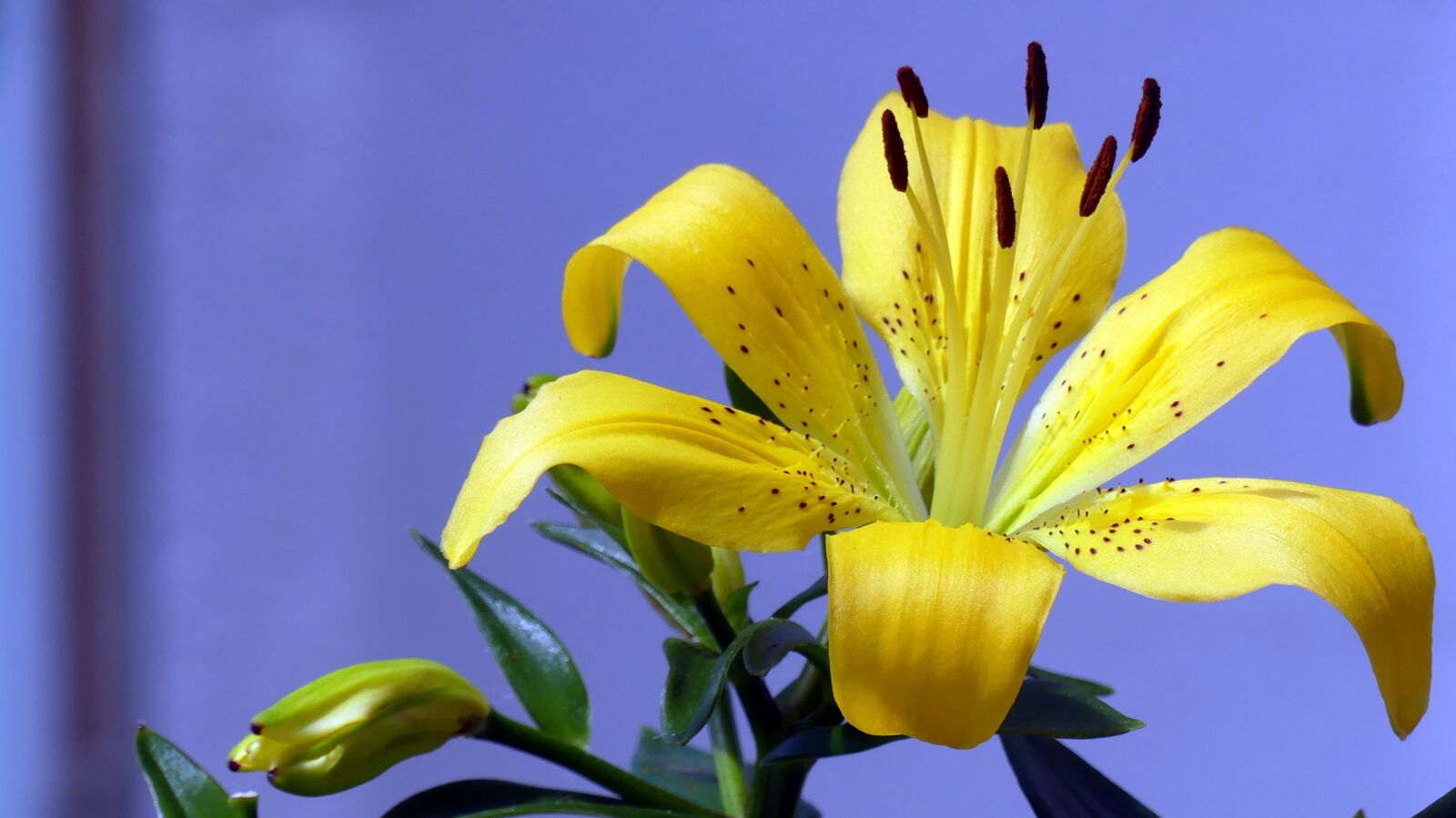 Panasonic Lumix DMC-FZ300 sample photo. Lily, yellow, flower photography