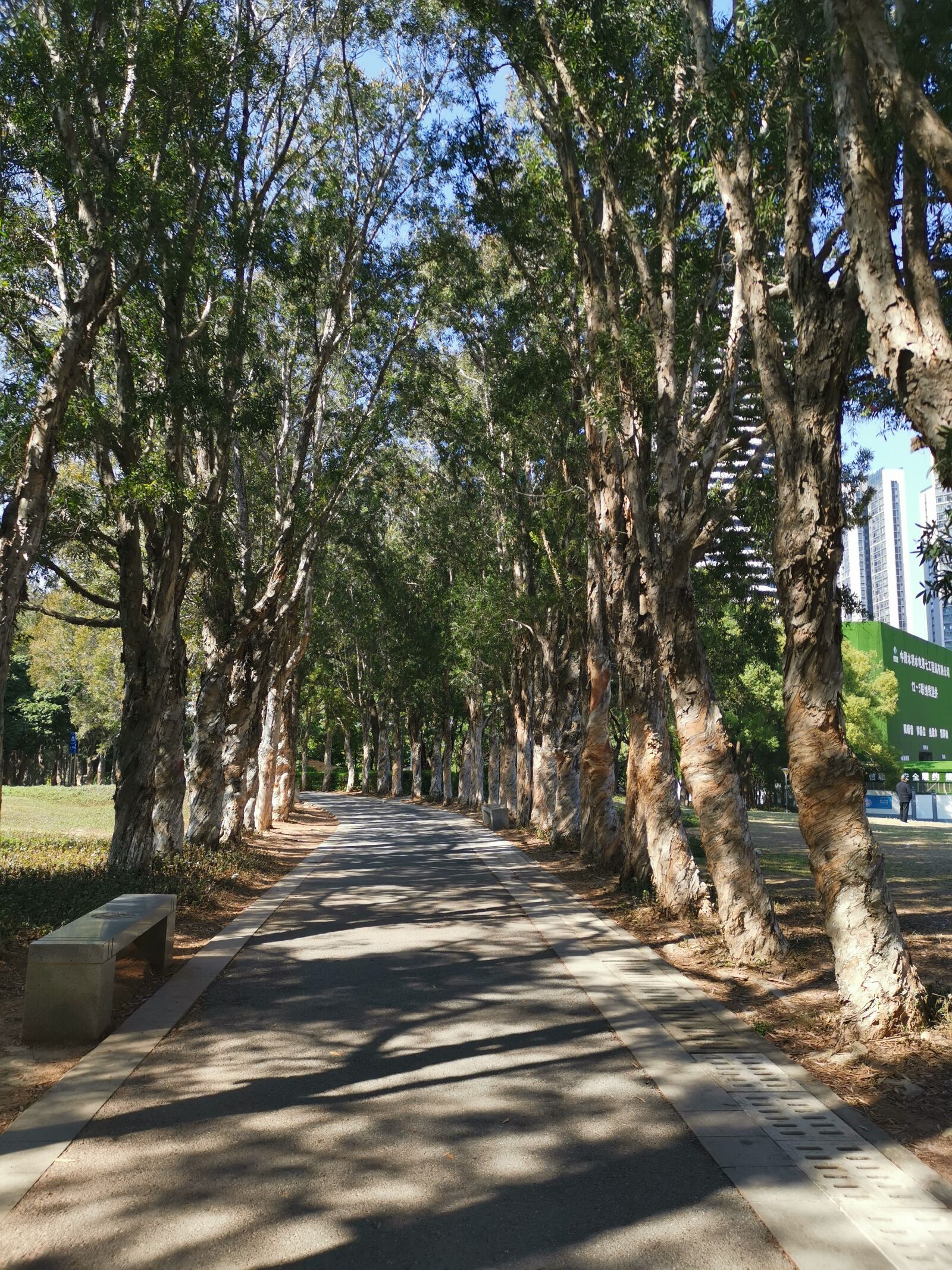 HUAWEI Mate 20 Pro sample photo. Light, shadow, tree photography
