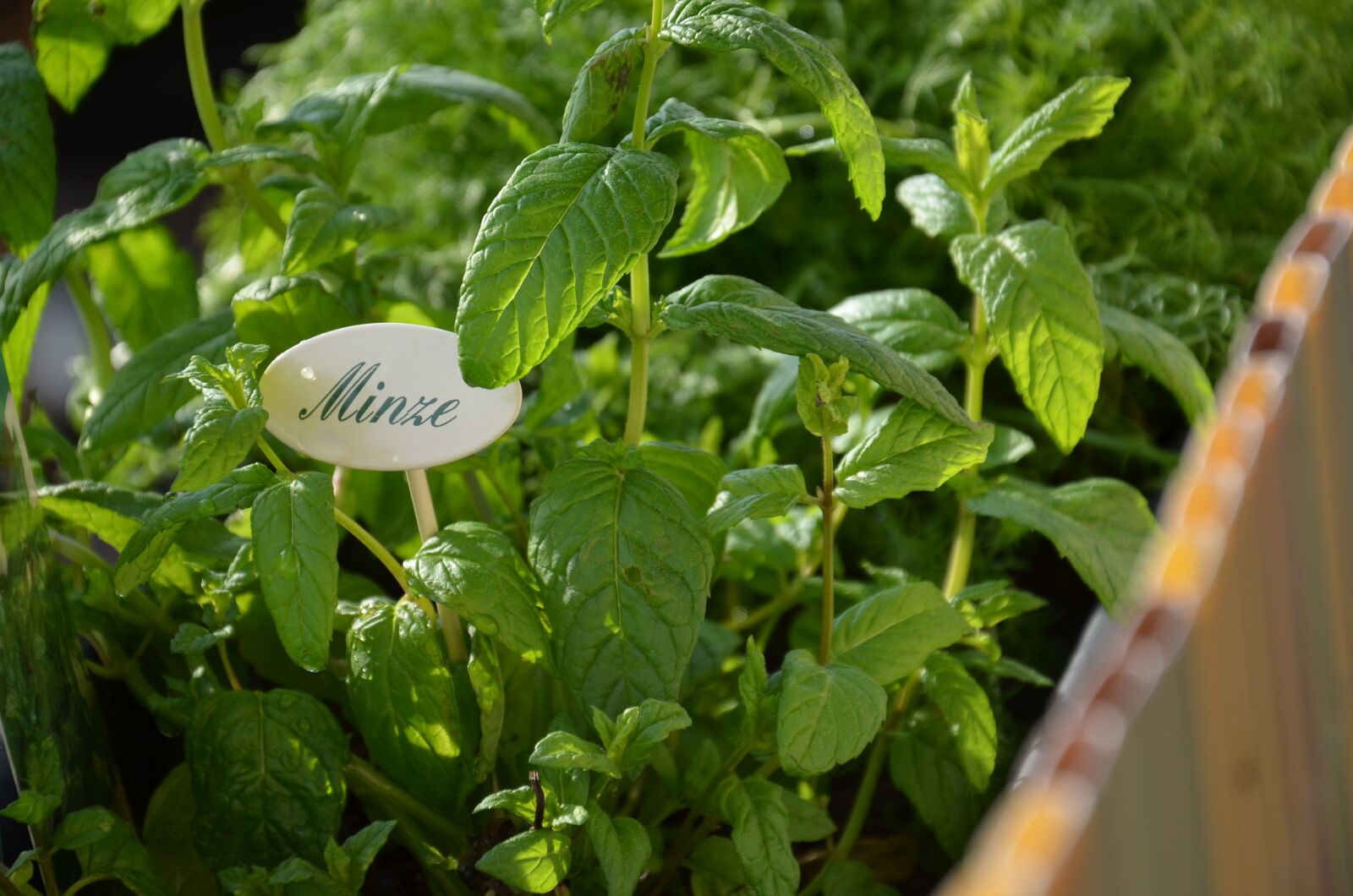 Nikon D5100 sample photo. Mint, herb garden, herbs photography