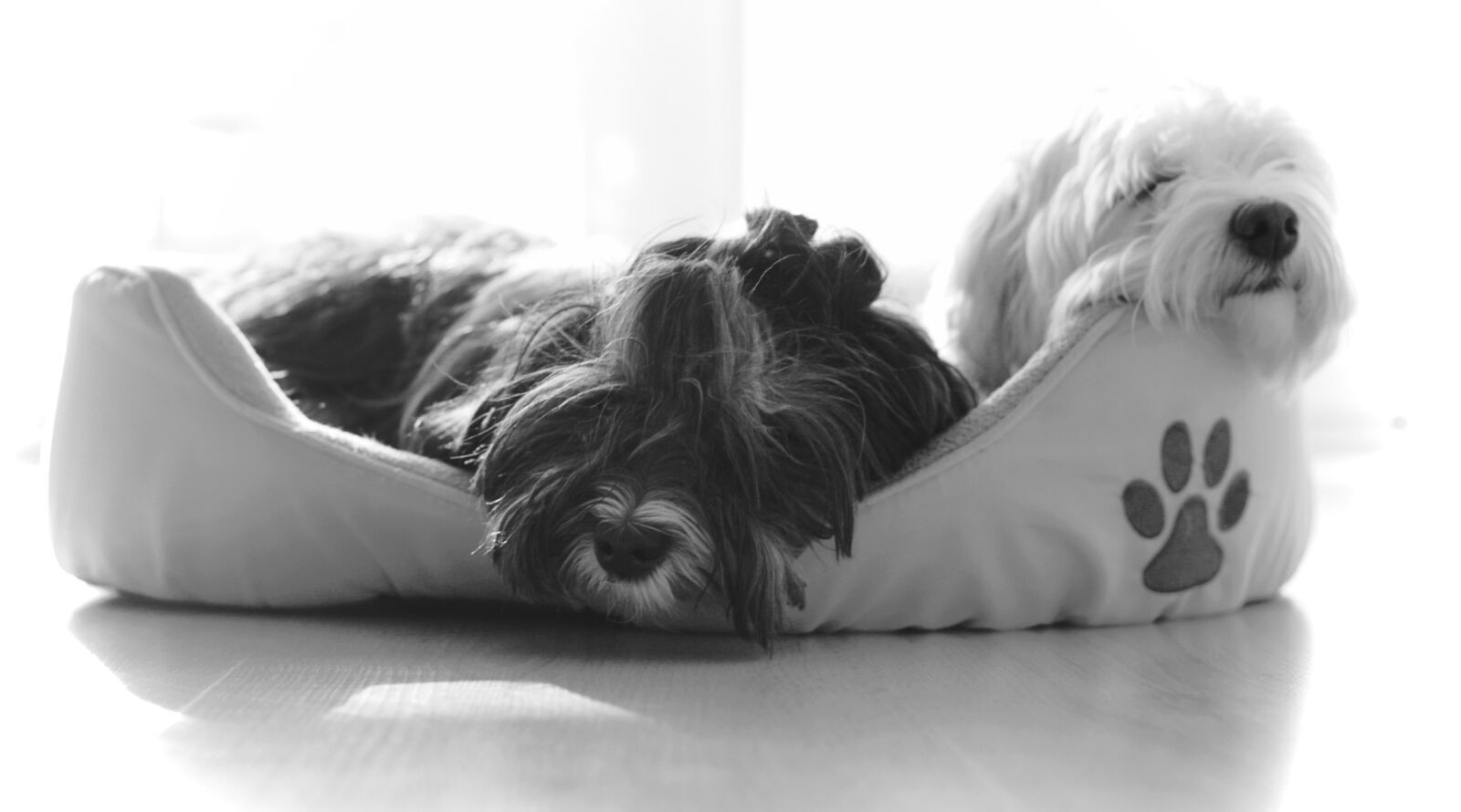 Canon EOS 5D + Canon EF 50mm F1.8 II sample photo. Adorable, animal, bed, black photography