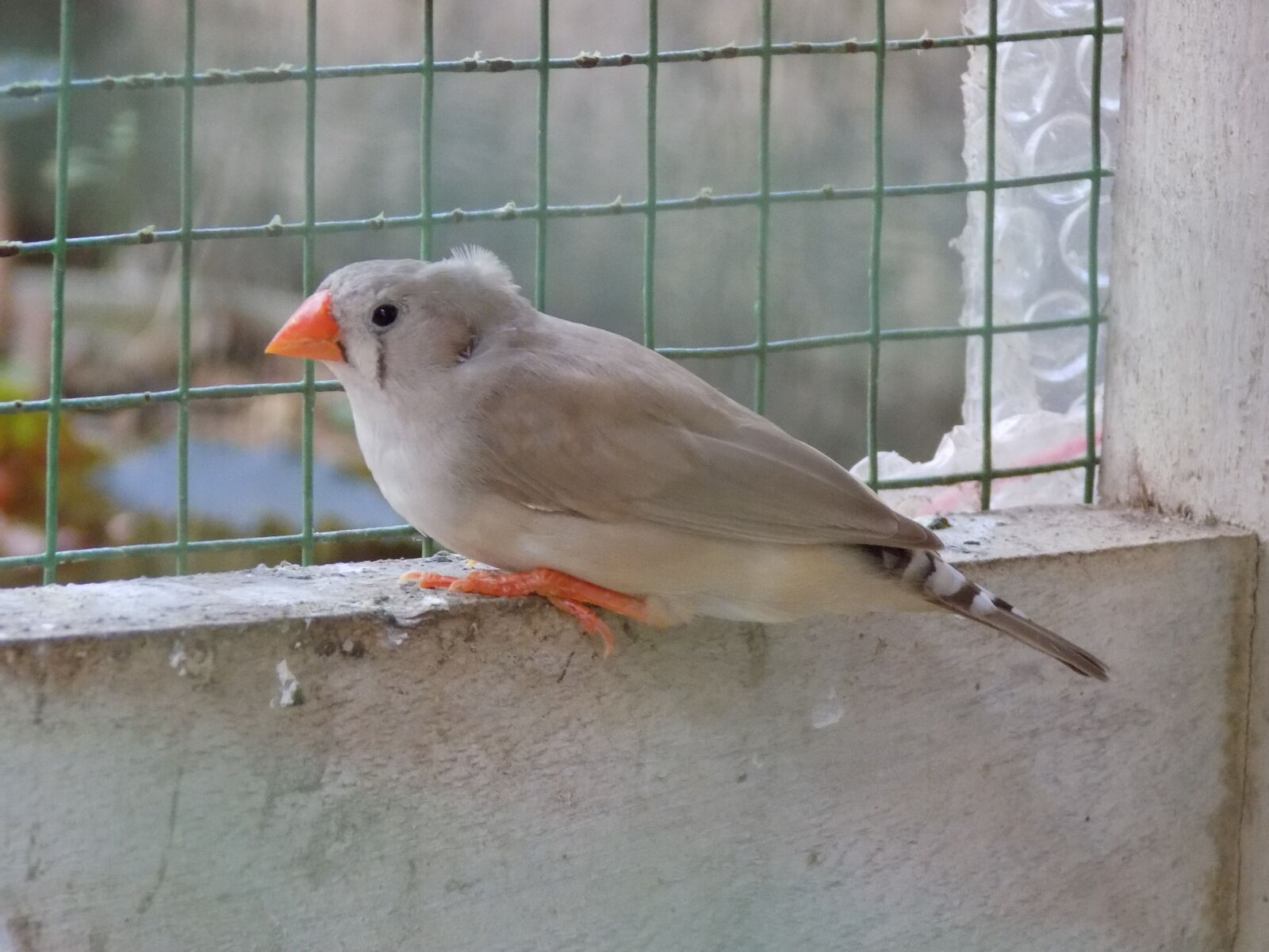 Nikon COOLPIX L330 sample photo. Birds, beauty photography