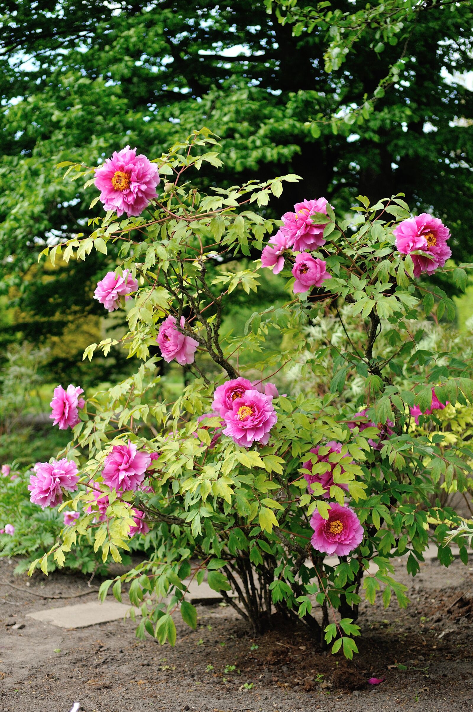Nikon D300S sample photo. Flower, garden, plant photography