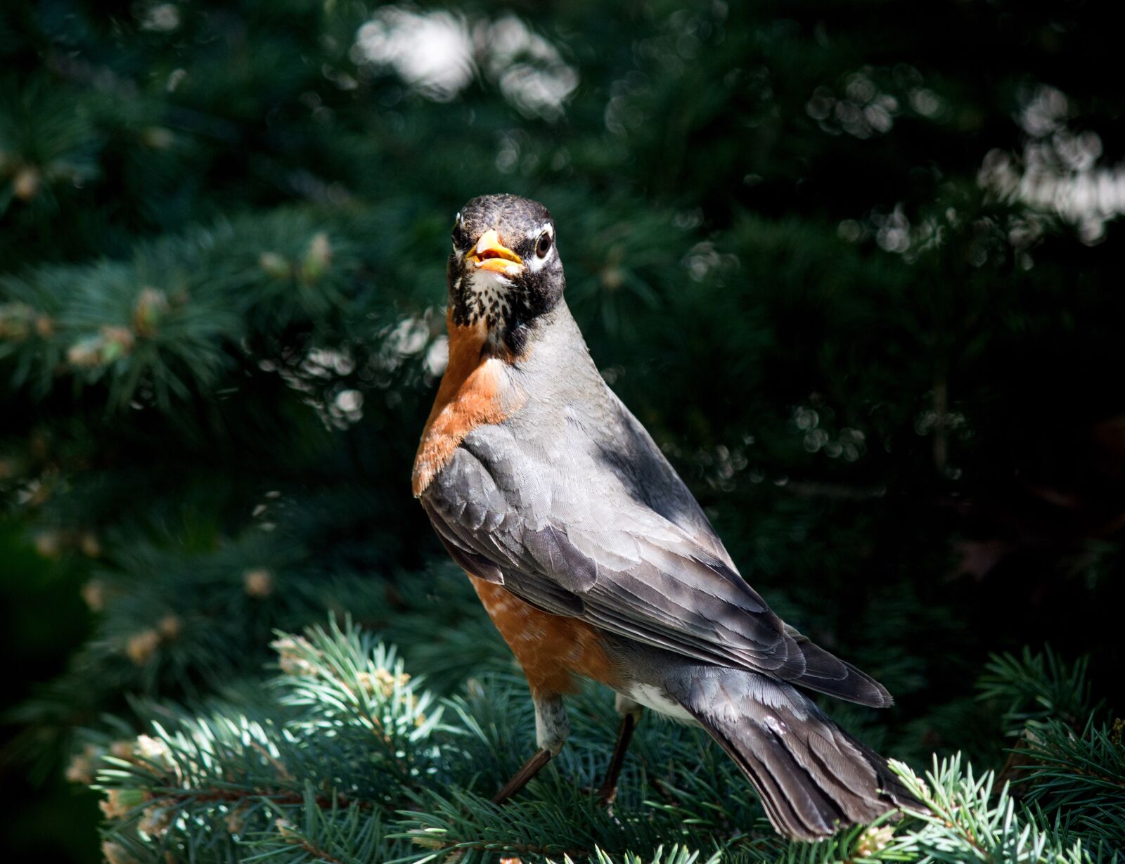 Canon EOS 100D (EOS Rebel SL1 / EOS Kiss X7) sample photo. Robin, bird, nature photography