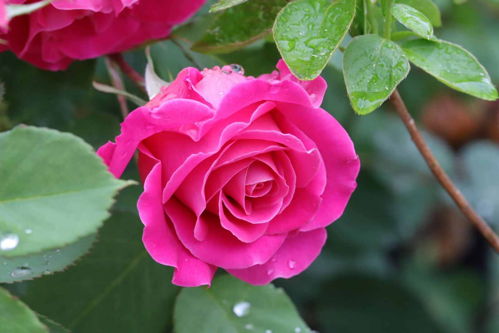 Canon EOS 6D Mark II sample photo. Rose, flowers, nature photography