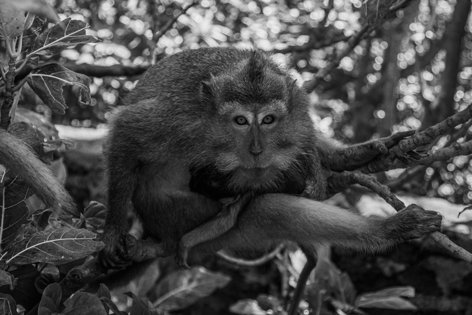 Tamron 18-200mm F3.5-6.3 Di II VC sample photo. Monkey, forest, bali photography