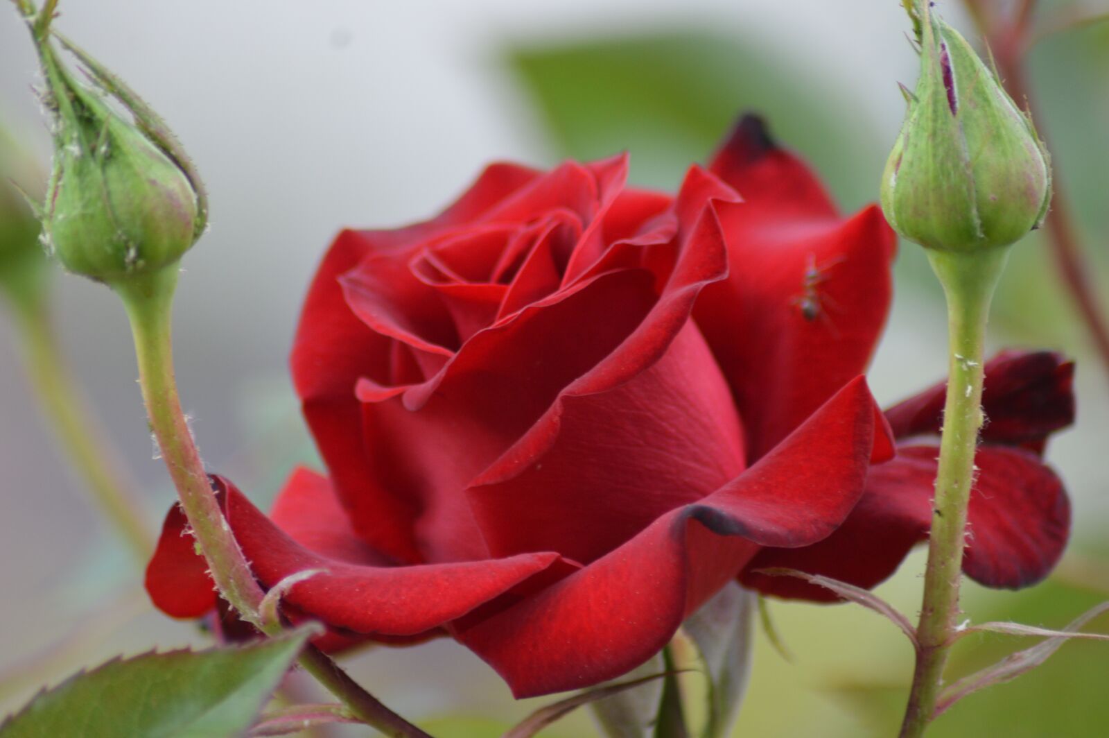 Nikon D3200 sample photo. Rose, aqil, garden photography
