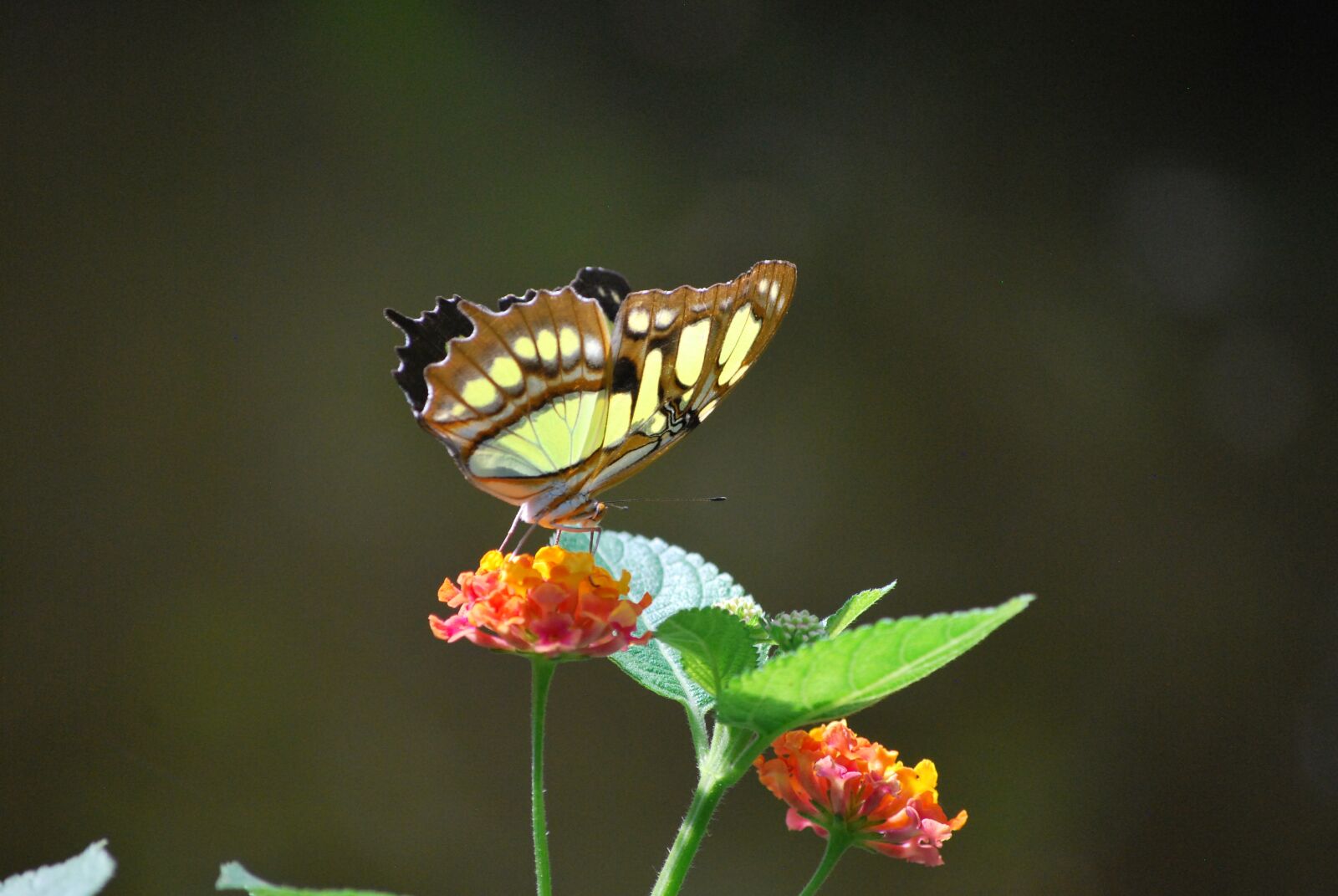 Nikon D60 sample photo. Butterfly, nature, insect photography