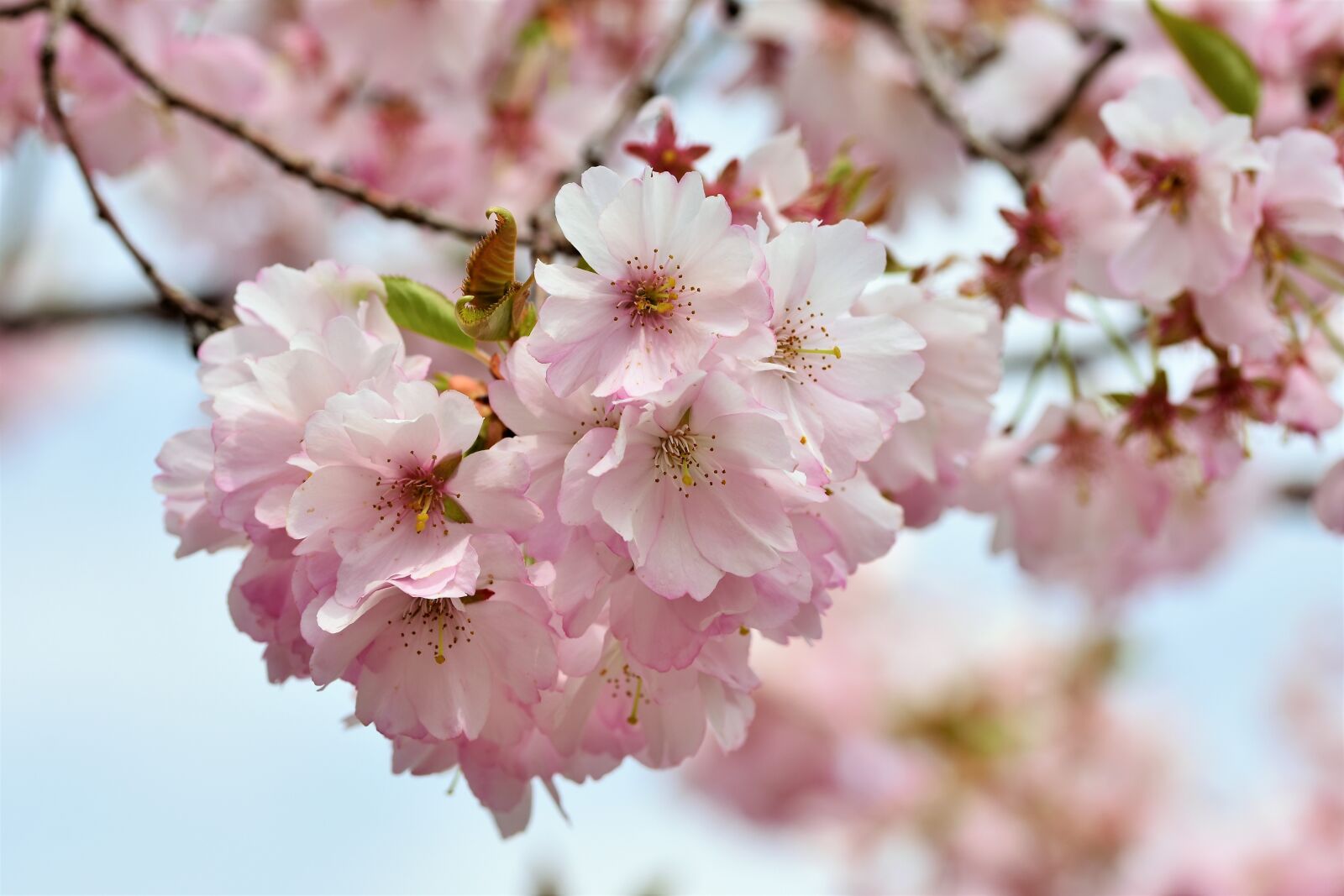 Nikon D7200 sample photo. Ornamental cherry, cherry blossoms photography