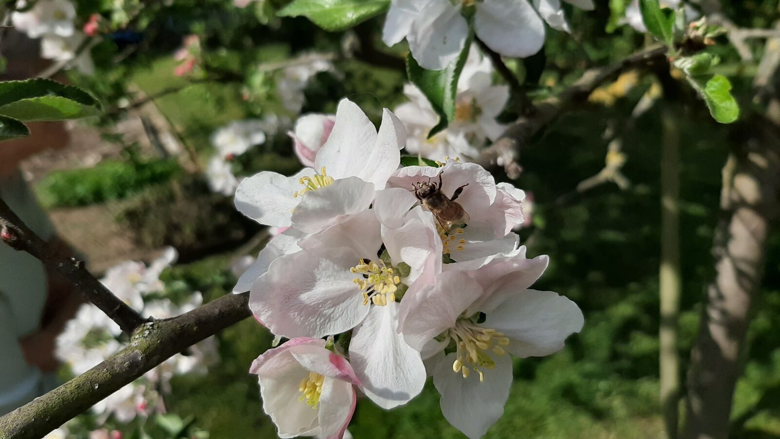 Samsung Galaxy A50 sample photo. Apple, flowers, bee photography