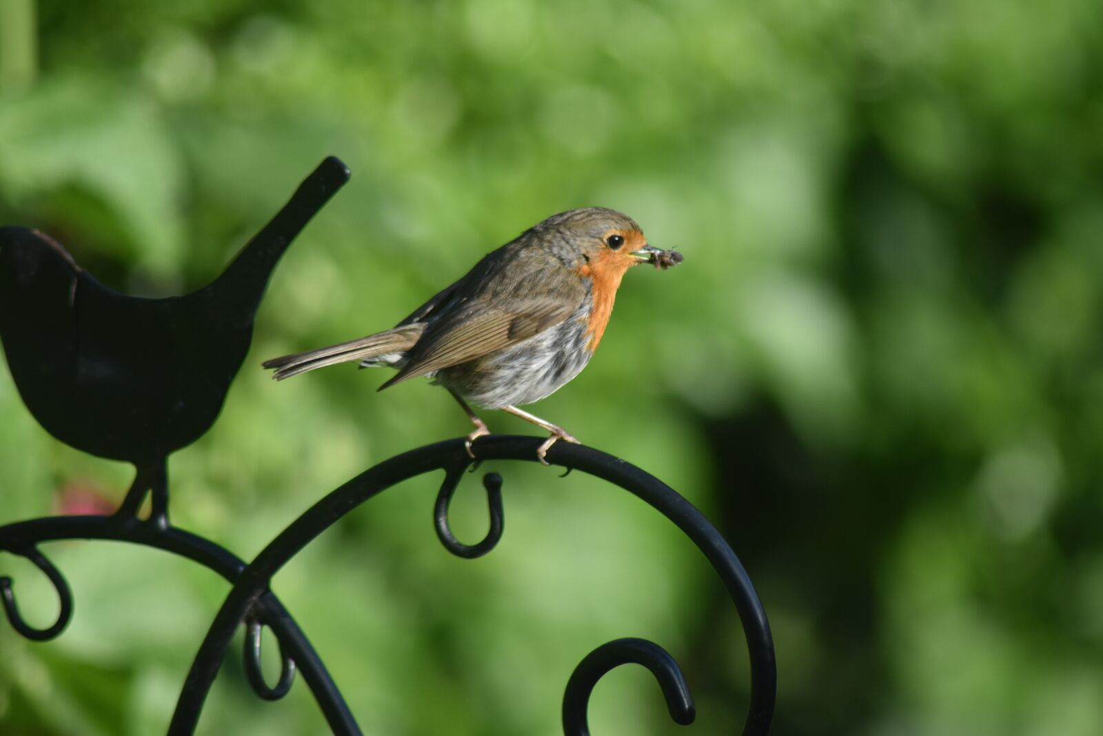 Nikon D5500 sample photo. Robin, bird, england photography