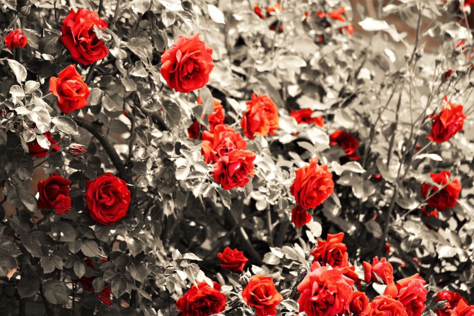 Nikon D7100 sample photo. Flower, red, rose photography